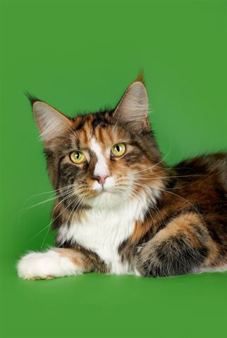 ����-��� �� ��������� ����� Luxury  Cunokot 