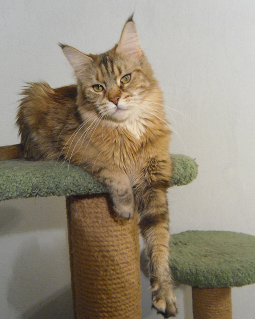 ����-��� �� ��������� ����� Luxury  Cunokot 