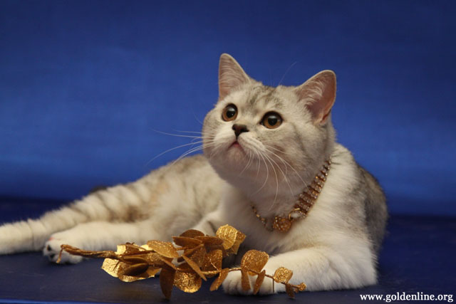 ����������� ��������������� ��������� (�������-������)