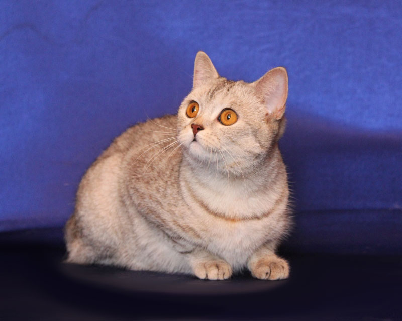 ����������� ��������������� ��������� (�������-������)