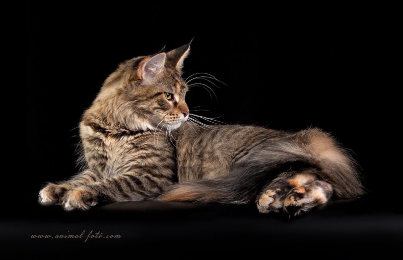 ����-���. ��������