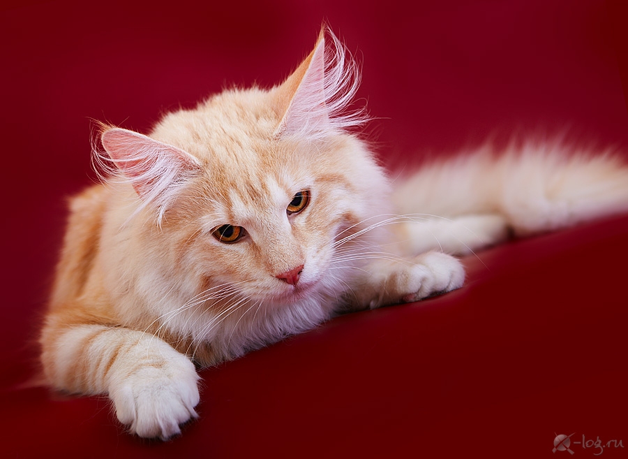 ���������� ������. ��������