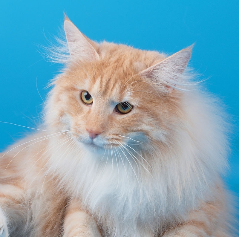 ���������� ������. ��������