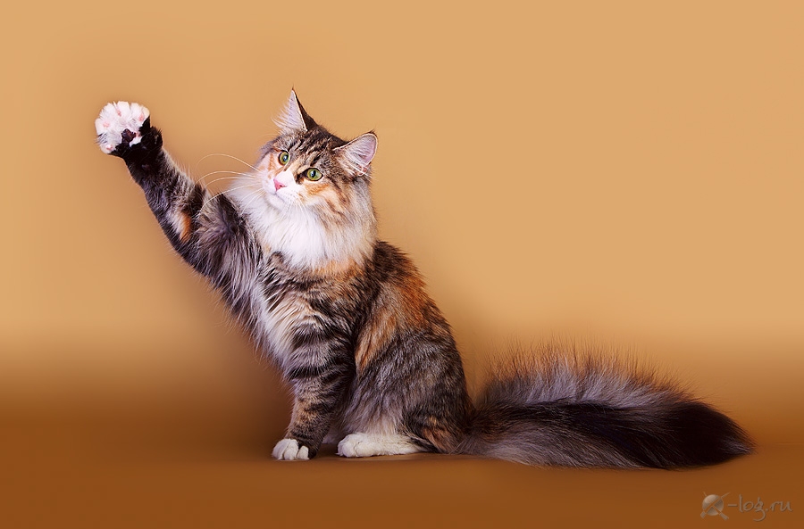 ���������� ������. ��������