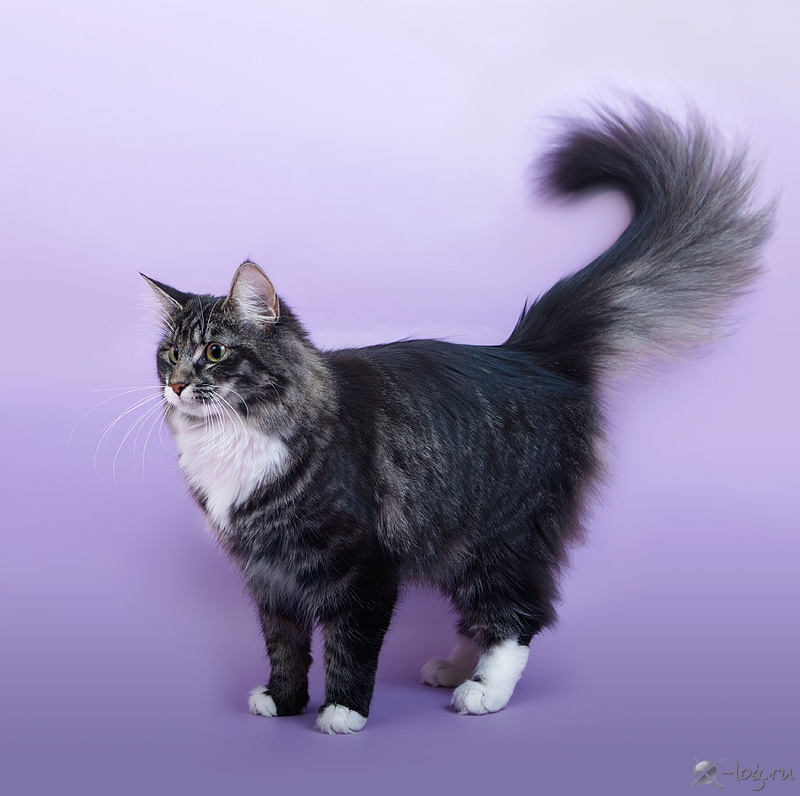 ���������� ������ �� ��������� ����� Faery Cat