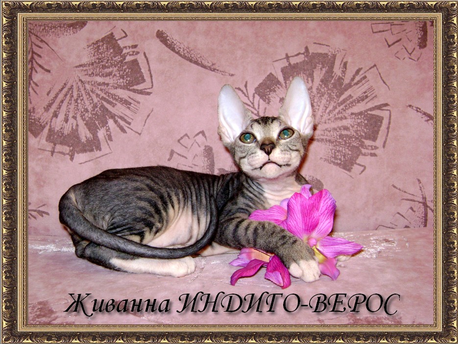 ������� ������