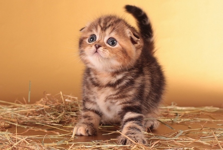 ����������� �������������� ��������� (������� - ����) �� ��������� ����� Fold Academy