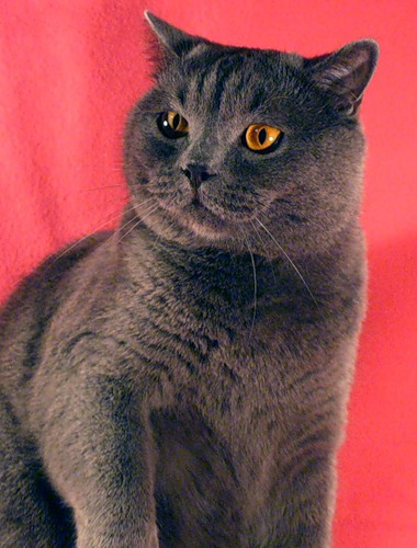 ���������� ���������������. ��������