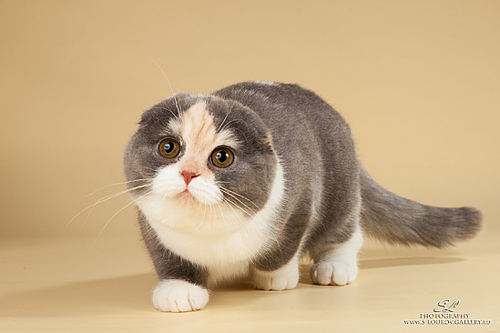 ����������� ��������������� ��������� (�������-������). ��������