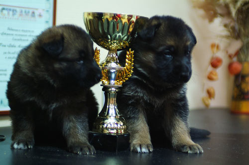 �������� �������