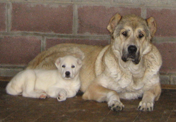 ��������������� ������� (������). ��������