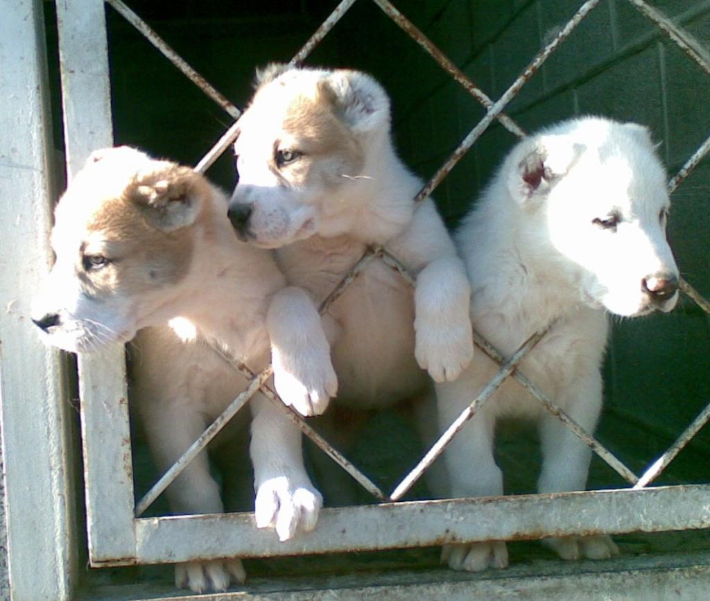 ��������������� ������� (������). ��������