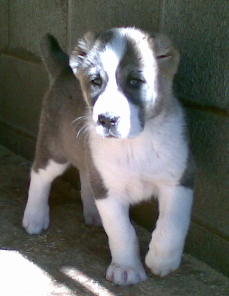 ��������������� ������� (������). ��������