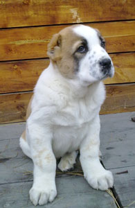 ��������������� ������� (������). ��������