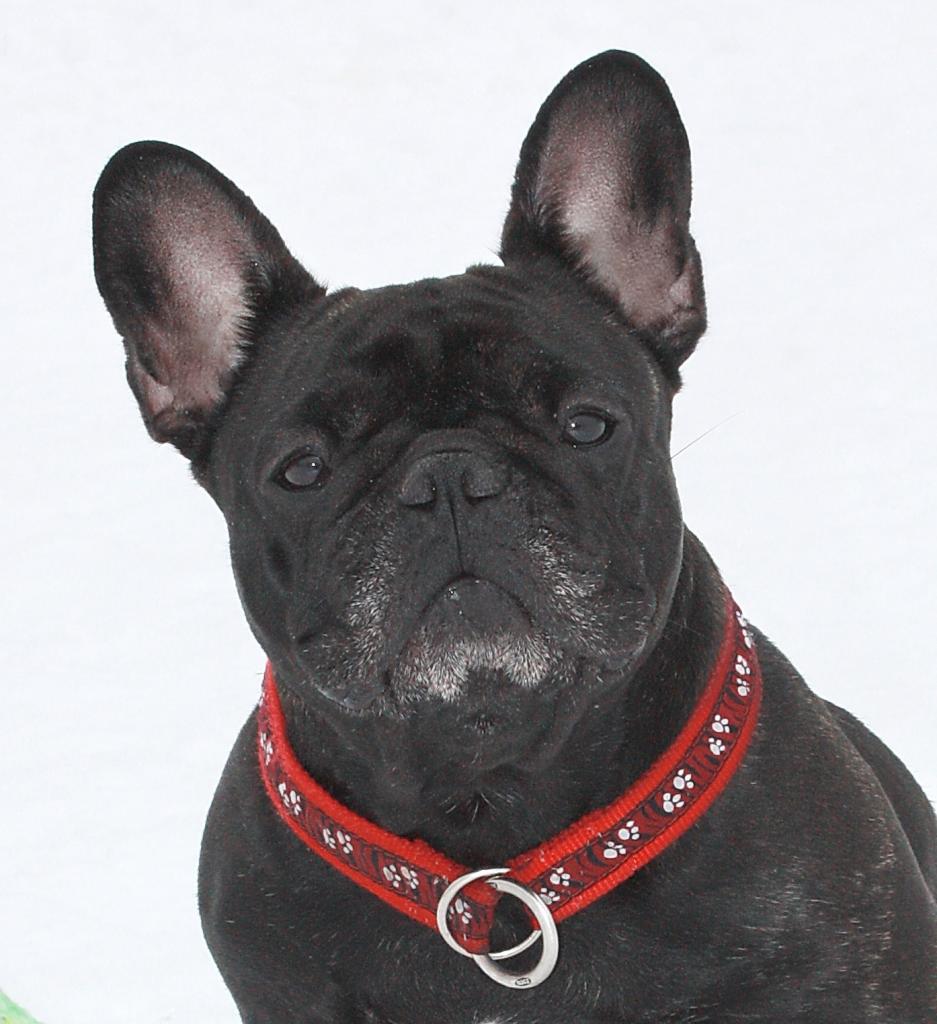 ����������� ������� �� ��������� ����� Dea Ventura