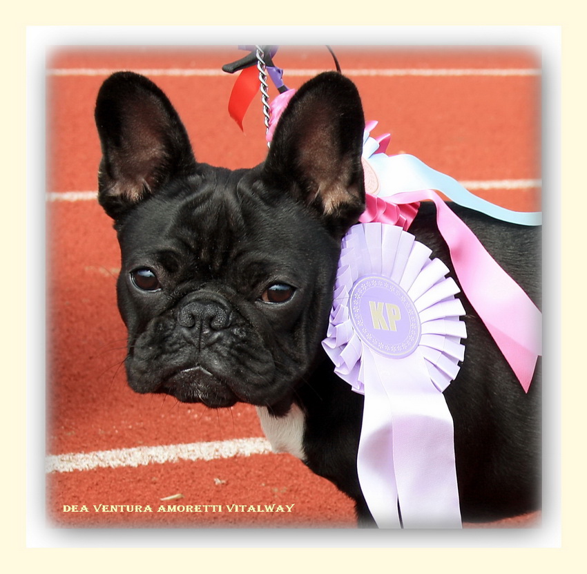 ����������� ������� �� ��������� ����� Dea Ventura