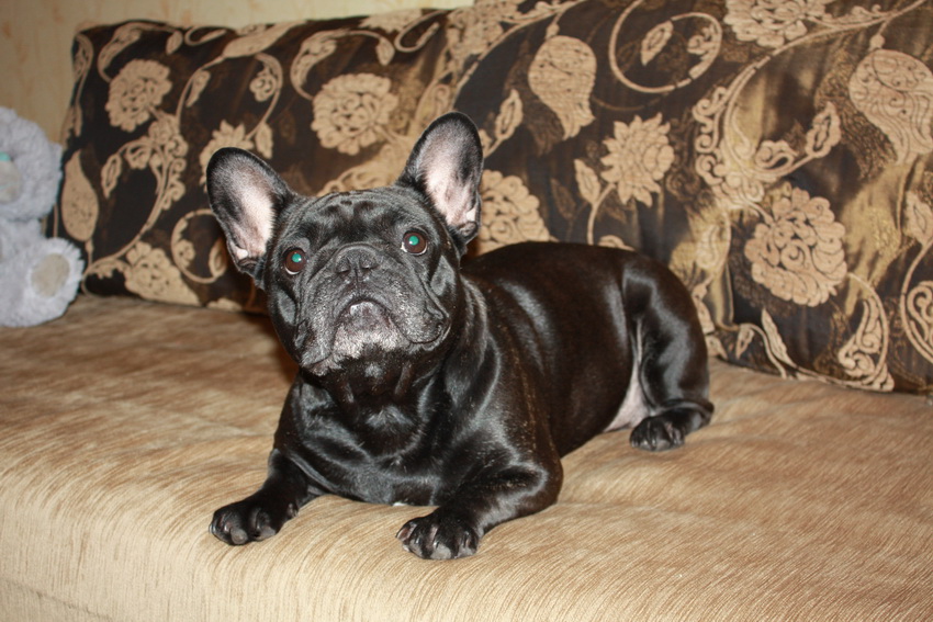 ����������� ������� �� ��������� ����� Dea Ventura