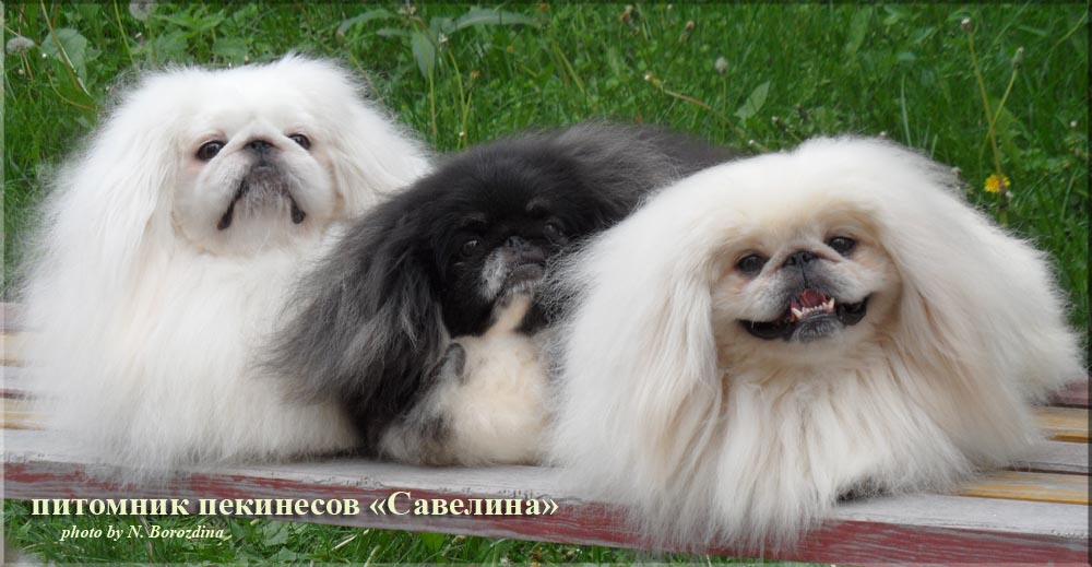 �������. ��������