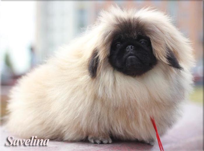 �������. ��������