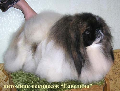 �������. ��������