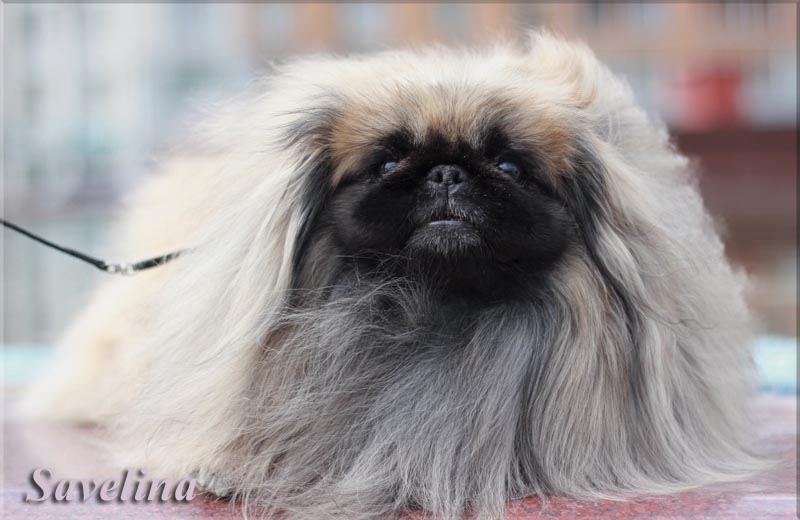 �������. ��������