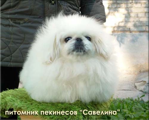 �������. ��������