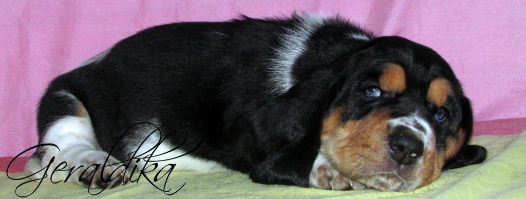 ������������� �������� �����