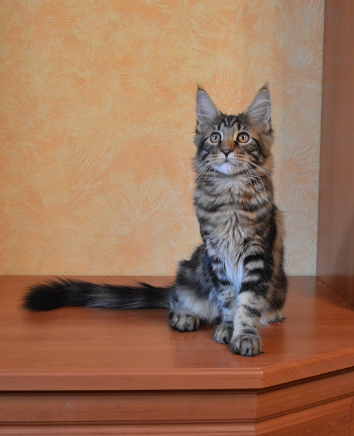 ����-��� �� ��������� ����� Shinelight