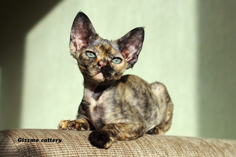 �����-����. ��������