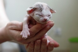 �����-����. ��������