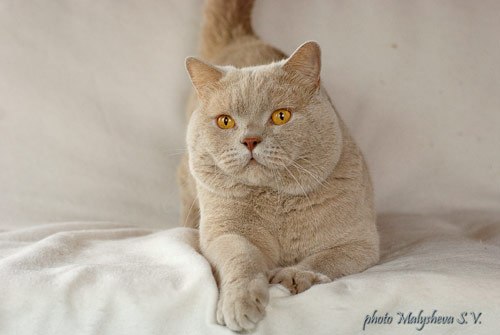 ���������� ��������������� �� ��������� ����� Beltene