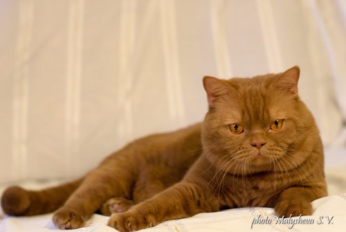 ���������� ��������������� �� ��������� ����� Beltene