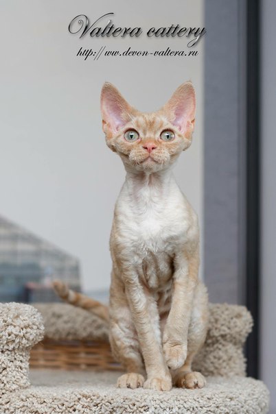 �����-���� �� ��������� ����� Valtera