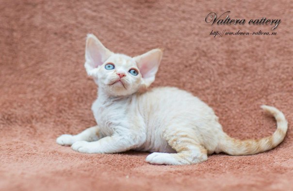 �����-���� �� ��������� ����� Valtera