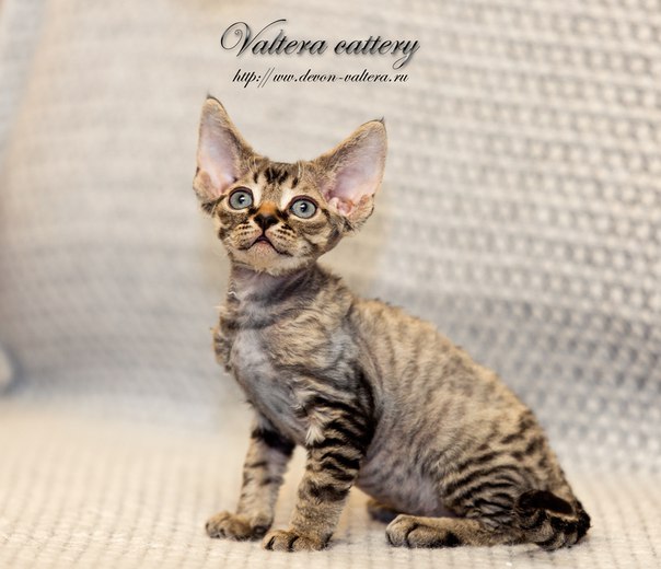 �����-���� �� ��������� ����� Valtera