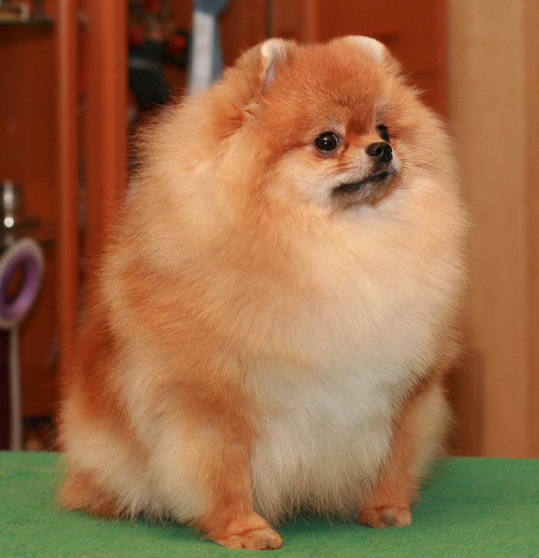 ������������� �������� �����