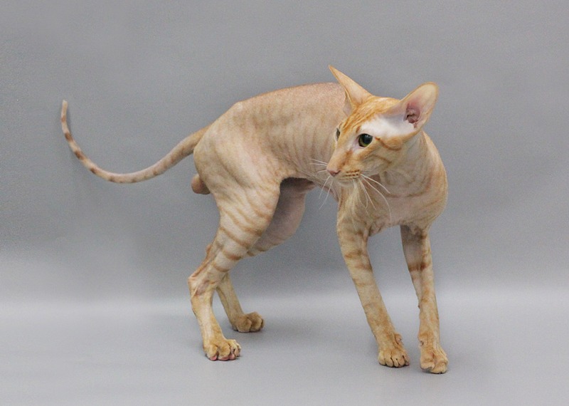 ���������. ��������