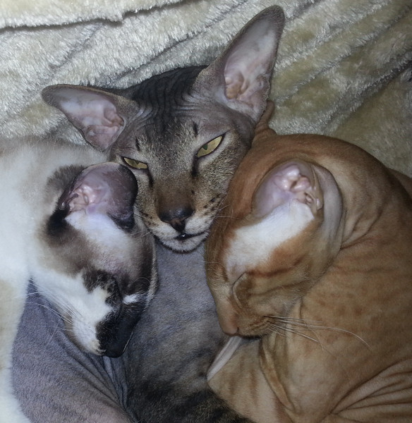 ���������. ��������