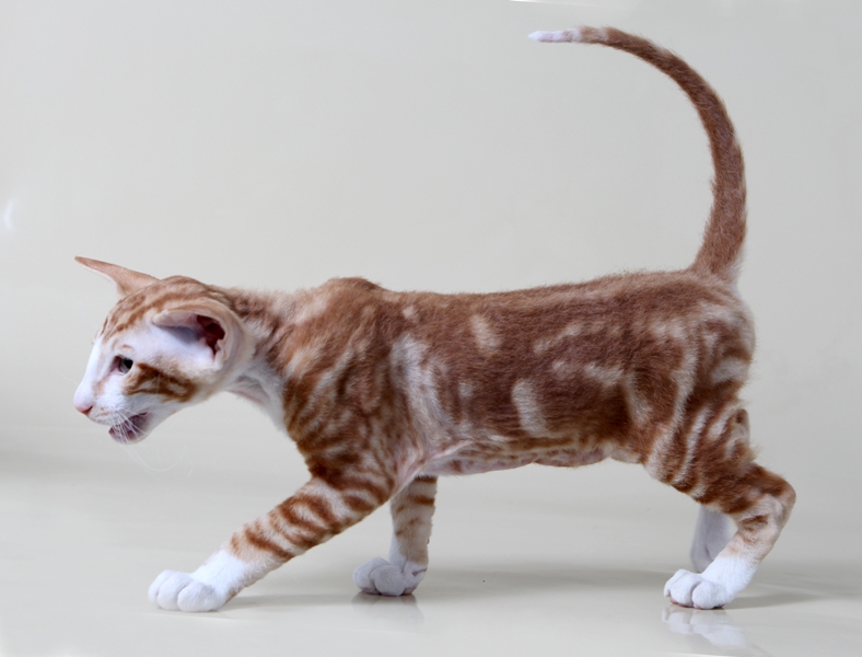 ���������. ��������