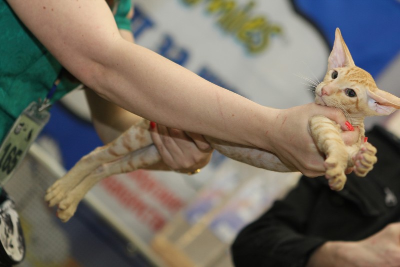 ���������. ��������