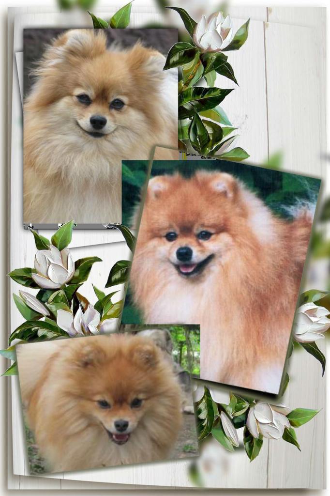 ������������� �������� �����