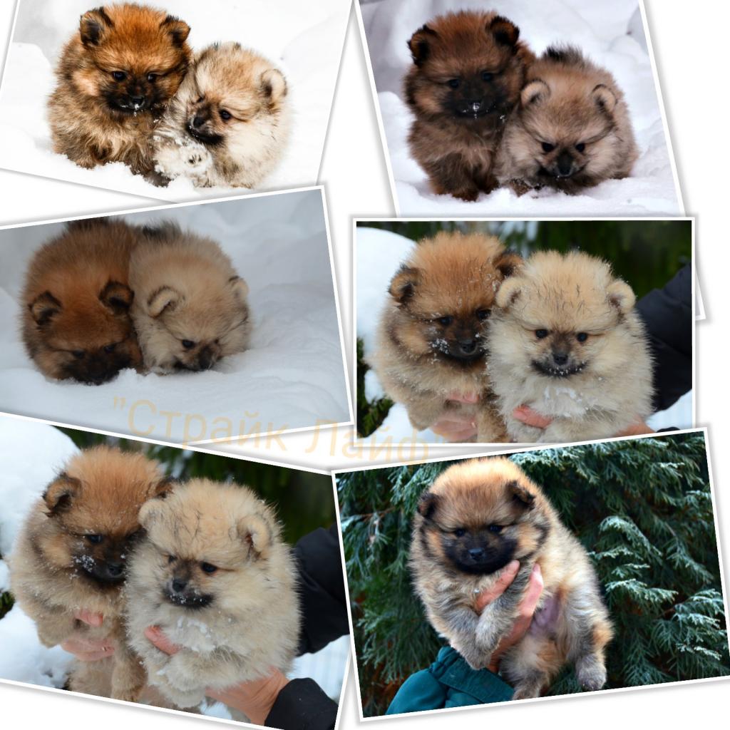 ������������� �������� �����