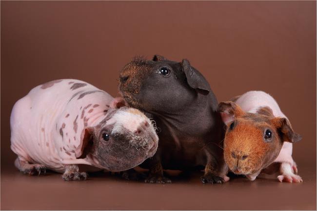 �������� �������� �� ��������� �������� �������� ���������