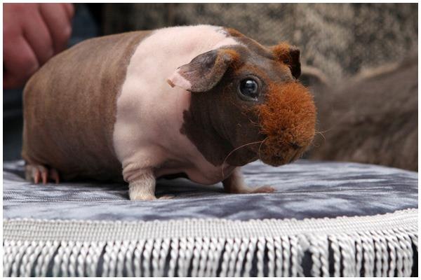 �������� �������� �� ��������� �������� �������� ���������