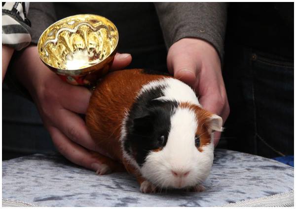 �������� �������� �� ��������� �������� �������� ���������