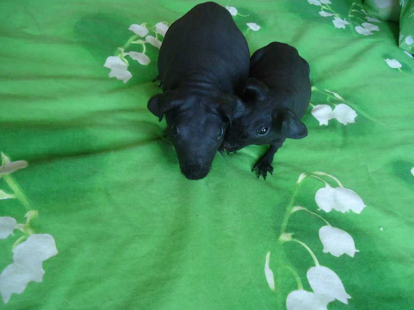 �������� �������� �� ��������� �������� �������� ���������