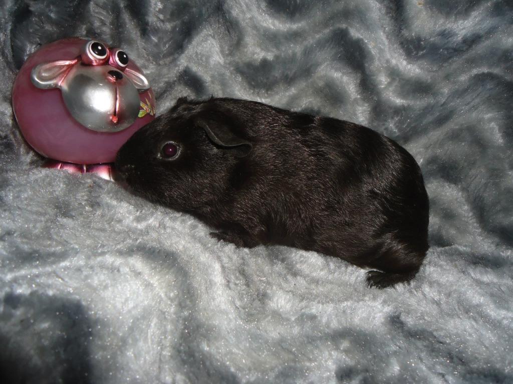 �������� �������� �� ��������� �������� �������� ���������