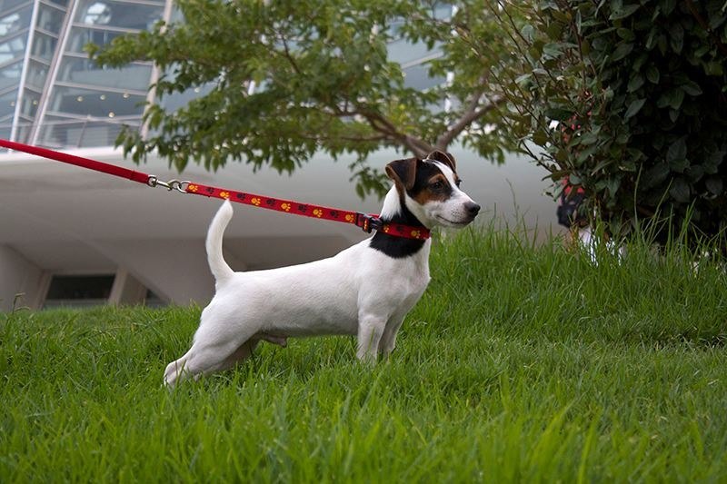 ���� ������ ������