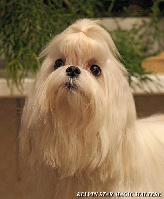 �������� �� ��������� ����� Divine Angel