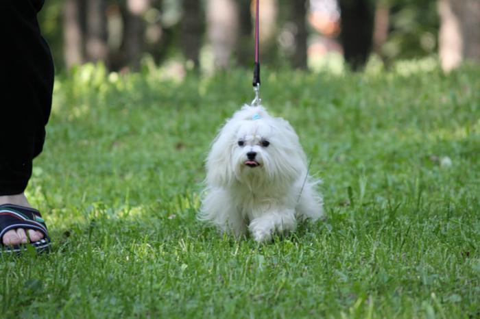 �������� �� ��������� ����� Divine Angel